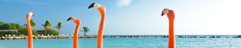 HUURAUTO CURACAO